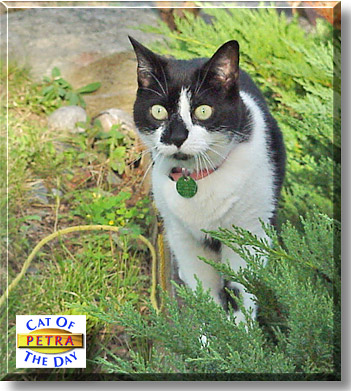 Petra, the Cat of the Day