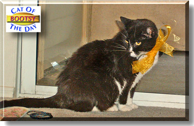 Bootsy, the Cat of the Day