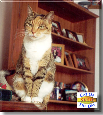 Susu, the Cat of the Day