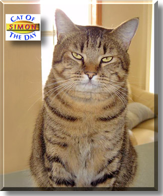 Simon, the Cat of the Day