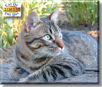 Simon, the Cat of the Day