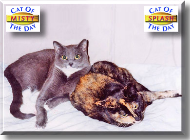 Misty and Splash, the Cat of the Day