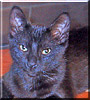 Boomcat