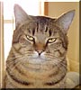 Simon