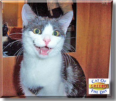 Greebo, the Cat of the Day