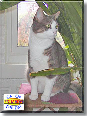 Eduardo, the Cat of the Day