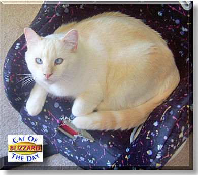 Blizzard, the Cat of the Day