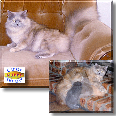 Nuppy, the Cat of the Day