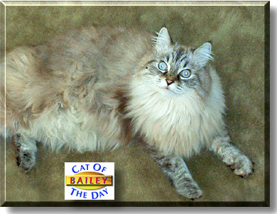 Bailey, the Cat of the Day