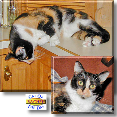 Rachel, the Cat of the Day