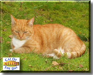 Nellie, the Cat of the Day