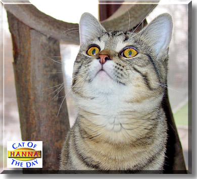Hanna, the Cat of the Day