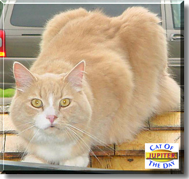 Jupiter, the Cat of the Day