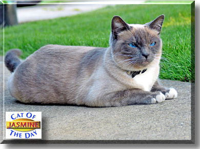 Jasmine, the Cat of the Day