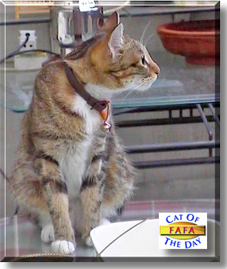 FaFa, the Cat of the Day