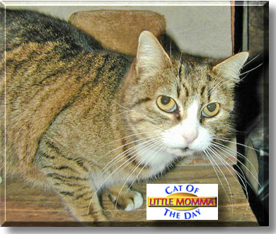 Little Momma, the Cat of the Day
