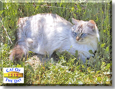 Isis, the Cat of the Day