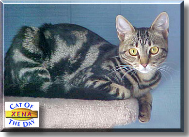 Xena, the Cat of the Day