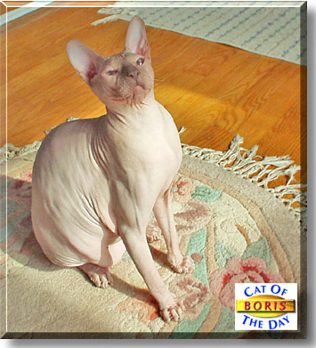 Boris, the Cat of the Day
