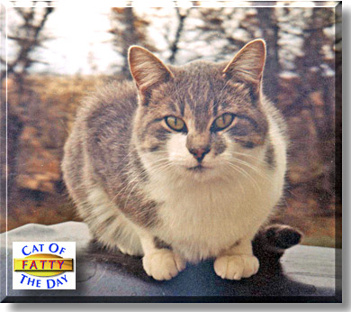 Fatty, the Cat of the Day