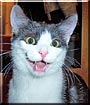 Greebo
