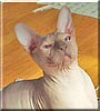 Boris