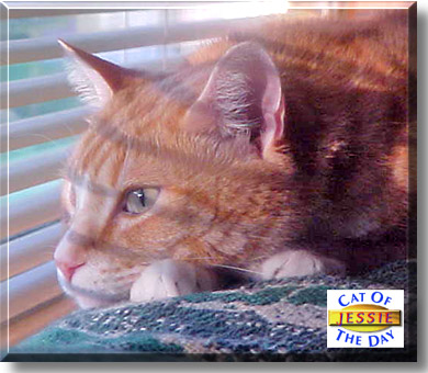 Jessie, the Cat of the Day