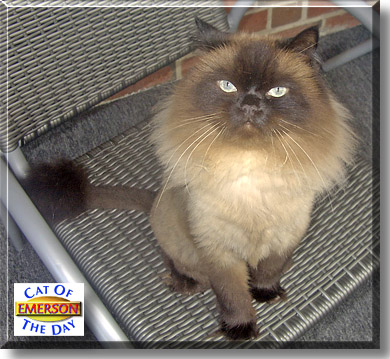 Emerson Jaymes, the Cat of the Day