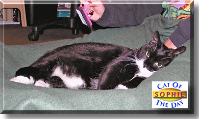Sophie, the Cat of the Day