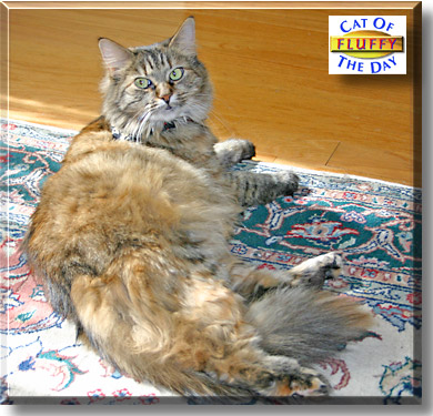 Fluffy, the Cat of the Day