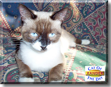 Xander, the Cat of the Day