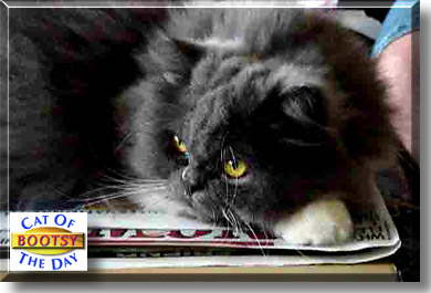 Boots, the Cat of the Day