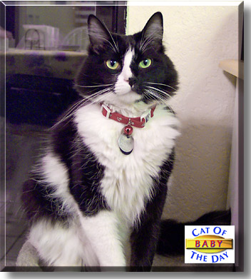 Baby, the Cat of the Day