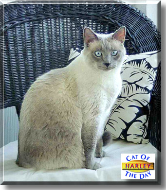 Harley, the Cat of the Day