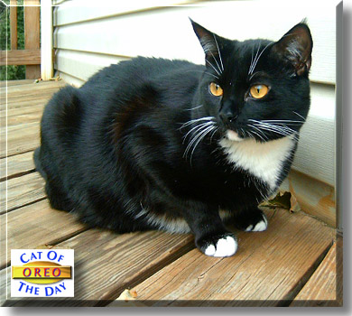 Oreo, the Cat of the Day