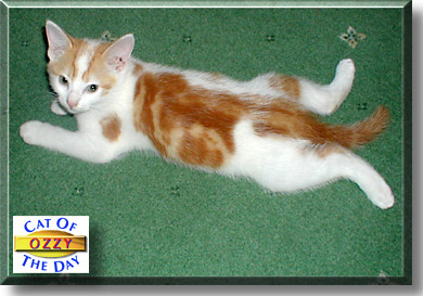 Ozzy, the Cat of the Day