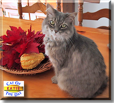Katie, the Cat of the Day