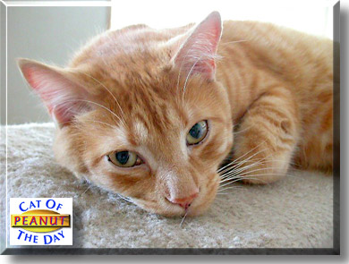 Peanut, the Cat of the Day