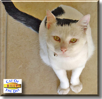 Billy, the Cat of the Day