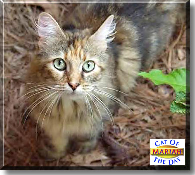 Mariah, the Cat of the Day