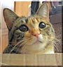 Kitty