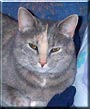 Miss Kitty