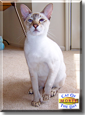 Morty, the Cat of the Day