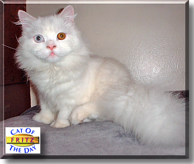Fritz, the Cat of the Day