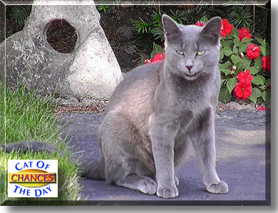 Chances, the Cat of the Day
