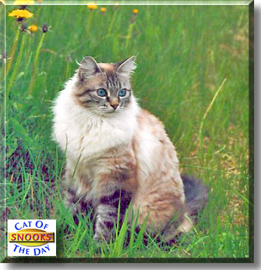 Snooks, the Cat of the Day