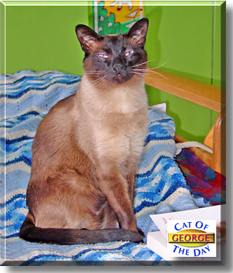 George, the Cat of the Day