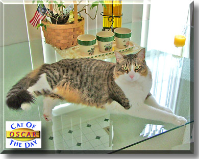 Oscar, the Cat of the Day