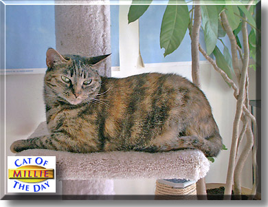 Millie, the Cat of the Day