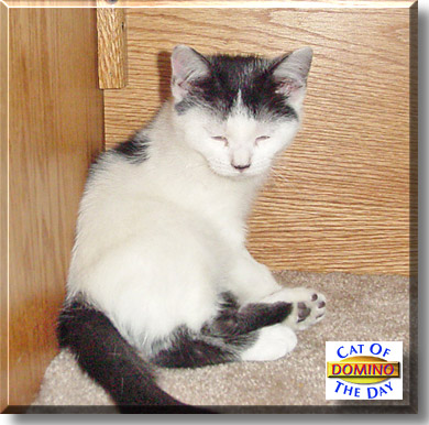 Domino, the Cat of the Day